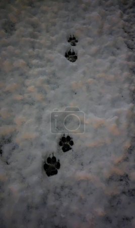 Photo for A vertical shot of white background with footprints of a cat or dog paws on the snow - Royalty Free Image