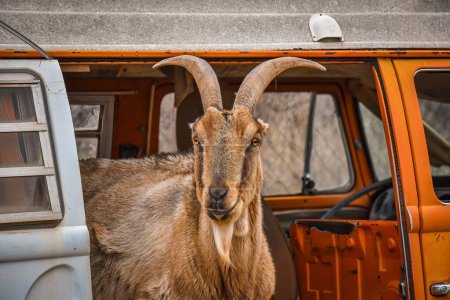 Foto de Un primer plano de una cabra doméstica de pelo marrón, en una vieja furgoneta naranja, al aire libre - Imagen libre de derechos