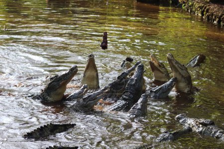 Foto de Un grupo de cocodrilos de agua salada luchando por una comida en un lago - Imagen libre de derechos