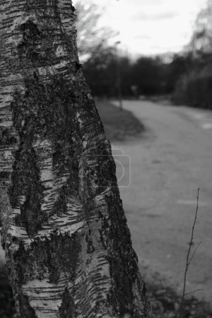 Téléchargez les photos : Une verticale d'un tronc d'arbre épais isolé sur le côté sur un fond flou, échelle de gris - en image libre de droit
