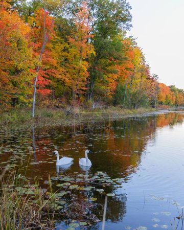 Téléchargez les photos : Plan vertical de deux cygnes trompettes nageant dans le lac sur fond d'arbres d'automne. - en image libre de droit