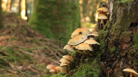 Téléchargez les photos : Une belle vue sur les champignons cultivés dans la forêt - en image libre de droit