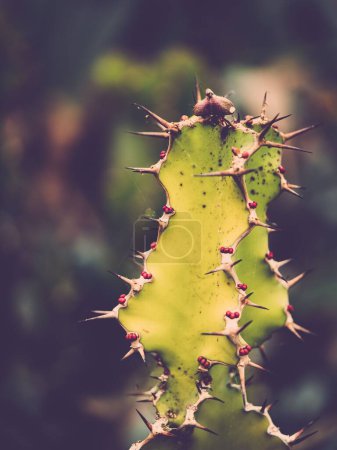 Photo for A spikey cacti with berries at Kew Gardens, Richmond - Royalty Free Image