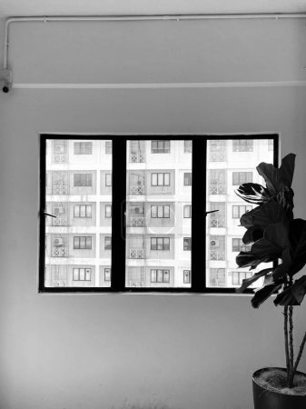 Téléchargez les photos : Plan en niveaux de gris de trois vitres et d'une plante trouvée à l'intérieur d'un bâtiment - en image libre de droit