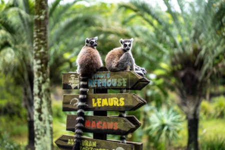 Téléchargez les photos : Une paire de lémuriens assis sur le panneau d'un zoo - en image libre de droit
