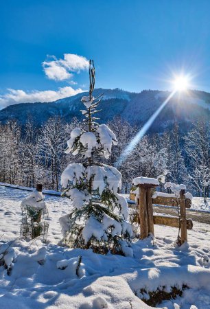 Téléchargez les photos : Plan vertical d'un pin devant une forêt recouverte de neige par une journée ensoleillée d'hiver - en image libre de droit