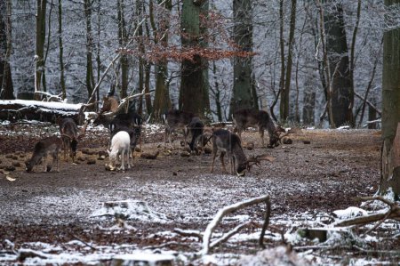 Téléchargez les photos : Un beau cliché d'une chèvre et d'un troupeau d'orignaux qui se nourrissent dans une forêt en hiver - en image libre de droit