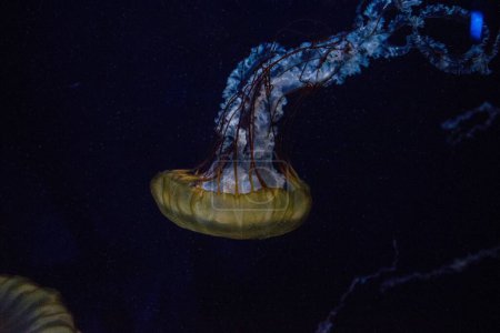 Foto de Las hermosas medusas en el agua - Imagen libre de derechos