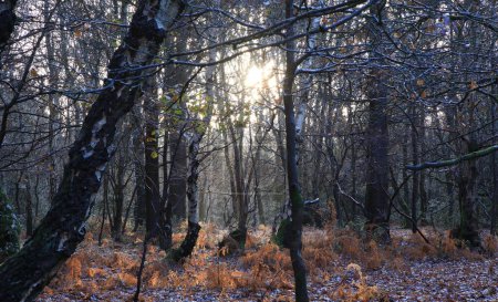 Foto de Una hermosa vista del parque Sutton capturado durante el amanecer en Birmingham, Reino Unido - Imagen libre de derechos