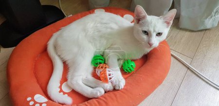 Photo for Odd-eyed white khao manee kitten. Cat with heterochrom - Royalty Free Image