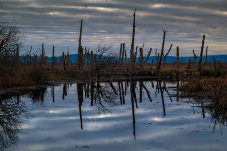 Téléchargez les photos : Une belle vue sur les reflets des arbres dans l'eau dans le Wiley Slough à Washington - en image libre de droit