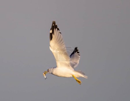 Foto de Un primer plano de una gaviota de pico anular volando con un pez en su pico - Imagen libre de derechos