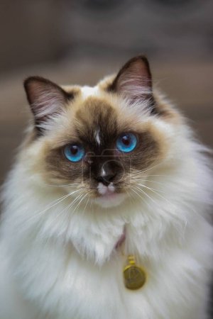 Photo for A selective focus of a blue-eyes Himalayan cat - Royalty Free Image