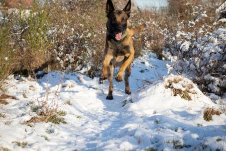 Photo for A closeup of a Malinois dog jumping happily in a field covered in the snow on a sunny day - Royalty Free Image