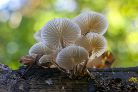 Foto de Un primer plano de hongo de porcelana (Oudemansiella mucida) en un bosque - Imagen libre de derechos