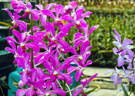 Téléchargez les photos : Un gros plan de fleurs d'orchidées Mokara roses sur un jardin - en image libre de droit