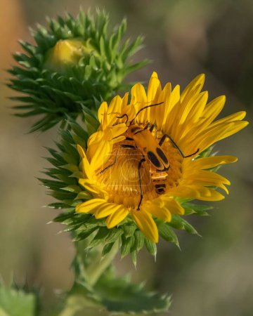 Téléchargez les photos : Gros plan d'un coléoptère solitaire de la verge d'or jaune sur une fleur de Grindelia integrifolia dans le jardin, par une journée ensoleillée - en image libre de droit