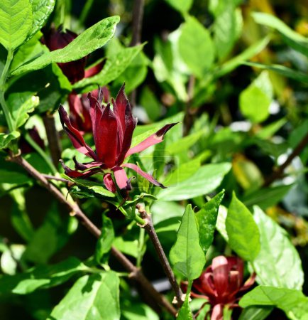 Téléchargez les photos : Le Calycanthus floridus frais 'Big George', piment de Caroline, arbuste doux - en image libre de droit