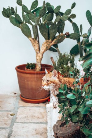 Téléchargez les photos : Gros plan vertical d'un chat roux et de plantes vertes dans des pots de fleurs dans un jardin - en image libre de droit