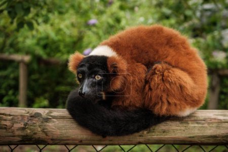 Photo for A selective focus of red ruffed lemur - Royalty Free Image