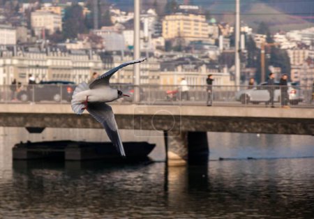 Téléchargez les photos : Une belle mouette survolant une rivière avec un pont et des bâtiments de la ville en arrière-plan - en image libre de droit