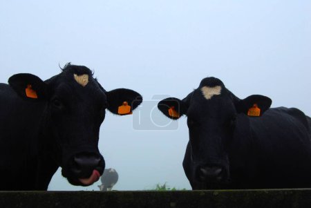 Foto de Un primer plano de dos lindos toros negros en una granja mirando una cámara - Imagen libre de derechos