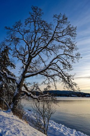 Téléchargez les photos : Une belle vue sur le chêne de Garry couvert de neige à Patricia Bay, North Saanich, Canada - en image libre de droit