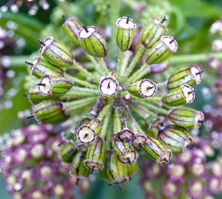 Photo for A bush of Kalanchoe delagoensis (Bryophyllum delagoense), mother of millions or chandelier plant - Royalty Free Image
