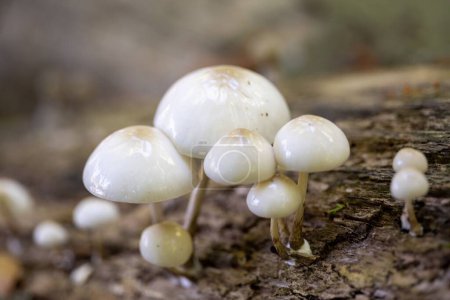 Photo for A closeup shot of a cluster of Oudemansiella mucida mushroom, growing on a wood log in the forest - Royalty Free Image