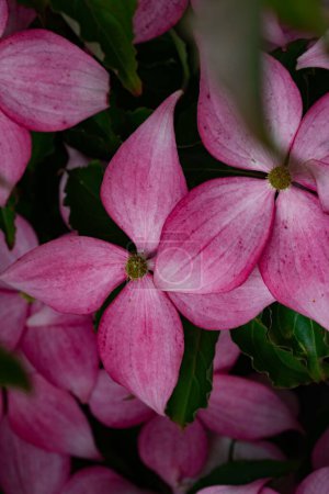 Téléchargez les photos : Un plan vertical de fleurs roses de cornus kousa - en image libre de droit
