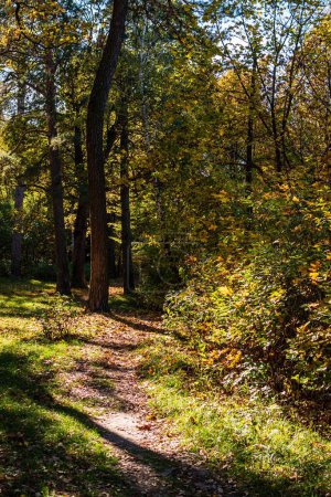 Téléchargez les photos : Une belle vue sur un sentier étroit dans la forêt automnale colorée de Gomel - en image libre de droit