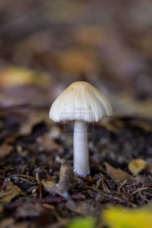 Téléchargez les photos : Plan rapproché vertical d'un champignon à chapeau jaune, sur le sol humide couvert de feuilles, dans une forêt - en image libre de droit