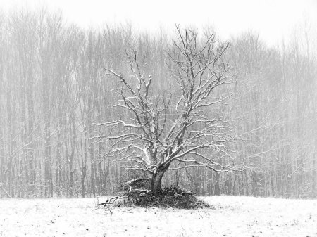 Téléchargez les photos : Un arbre lors d'un blizzard à Wassergspreng, Autriche. - en image libre de droit