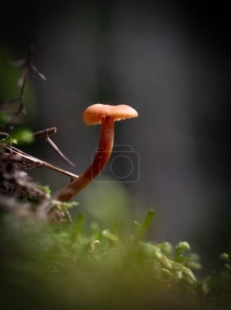 Photo for A vertical closeup of a Laccaria laccata fungus captured against the blurred forest background - Royalty Free Image