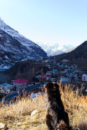Photo for A dog in the mountains. Nova Scotia Duck Tolling Retriever is sitting back and watching the beautiful view. Mountains and peaks - Royalty Free Image