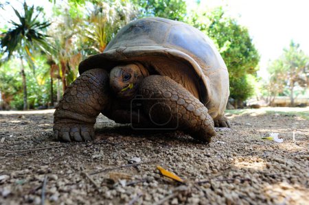 Photo for A closeup shot of a big turtle found crawling on the ground in the wild - Royalty Free Image