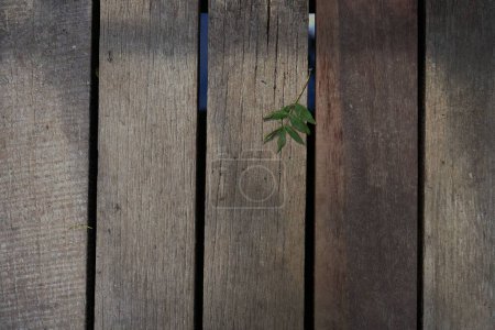 Foto de Un primer plano de los detalles en un banco de madera con hojas pequeñas - Imagen libre de derechos