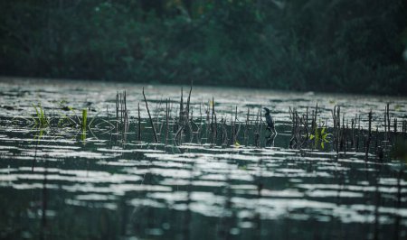 Téléchargez les photos : Un canard flottant dans le lac calme - en image libre de droit