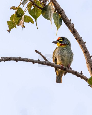 Téléchargez les photos : Gros plan d'un adorable oiseau Barbet Coppersmith assis sur une branche d'arbre - en image libre de droit
