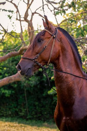 Téléchargez les photos : Plan vertical d'un cheval brun dans un parc sur fond flou - en image libre de droit