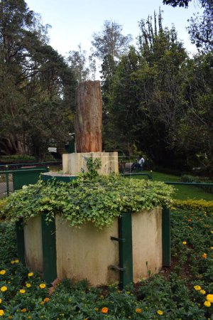 Foto de Una vista desde un parque de la ciudad con árboles verdes, dientes de león y hiedra rastrera - Imagen libre de derechos