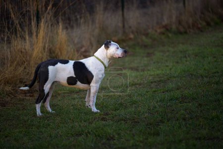 Téléchargez les photos : Plan horizontal d'un pit-bull noir et blanc debout dans un champ vert au parc pour chiens Henry Hollow à Camano Island - en image libre de droit