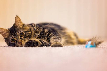 Téléchargez les photos : Un gros plan d'un chat mignon couché sur un tapis - en image libre de droit