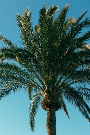 Foto de Un ángulo vertical bajo de una palmera capturada contra el cielo azul en las islas Canarias - Imagen libre de derechos