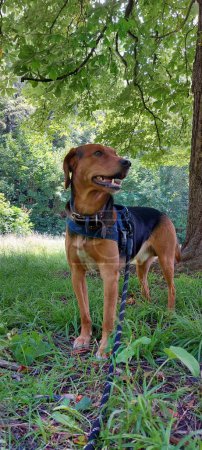 Photo for A beautiful brown dog with leash on fresh grass in a garden - Royalty Free Image