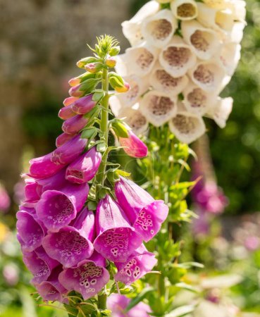Téléchargez les photos : Plan vertical d'une plante florale pourpre et blanche de Foxgloves - en image libre de droit