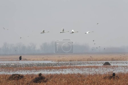 Photo for A group of trumpeter swans, Cygnus buccinator during flight. - Royalty Free Image