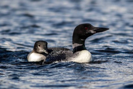 Photo for The common loon or great northern diver (Gavia immer) with baby loons - Royalty Free Image