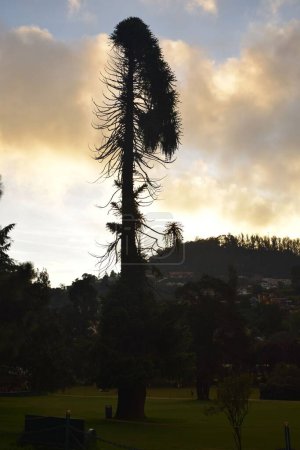 Téléchargez les photos : Araucaria particulière dans le parc contre ciel nuageux couchant - en image libre de droit