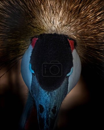 Photo for A vertical closeup shot of a Grey crowned crane's head, with its golden crest - Royalty Free Image